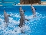 Dolphin Show