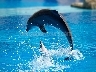 Dolphin Show