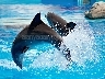 Dolphin Show