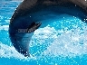 Dolphin Show