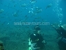 Diving In Alanya