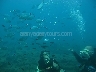 Diving In Alanya