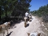 Horse Back Riding Alanya